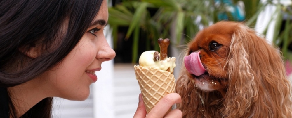 Doggy ice cream