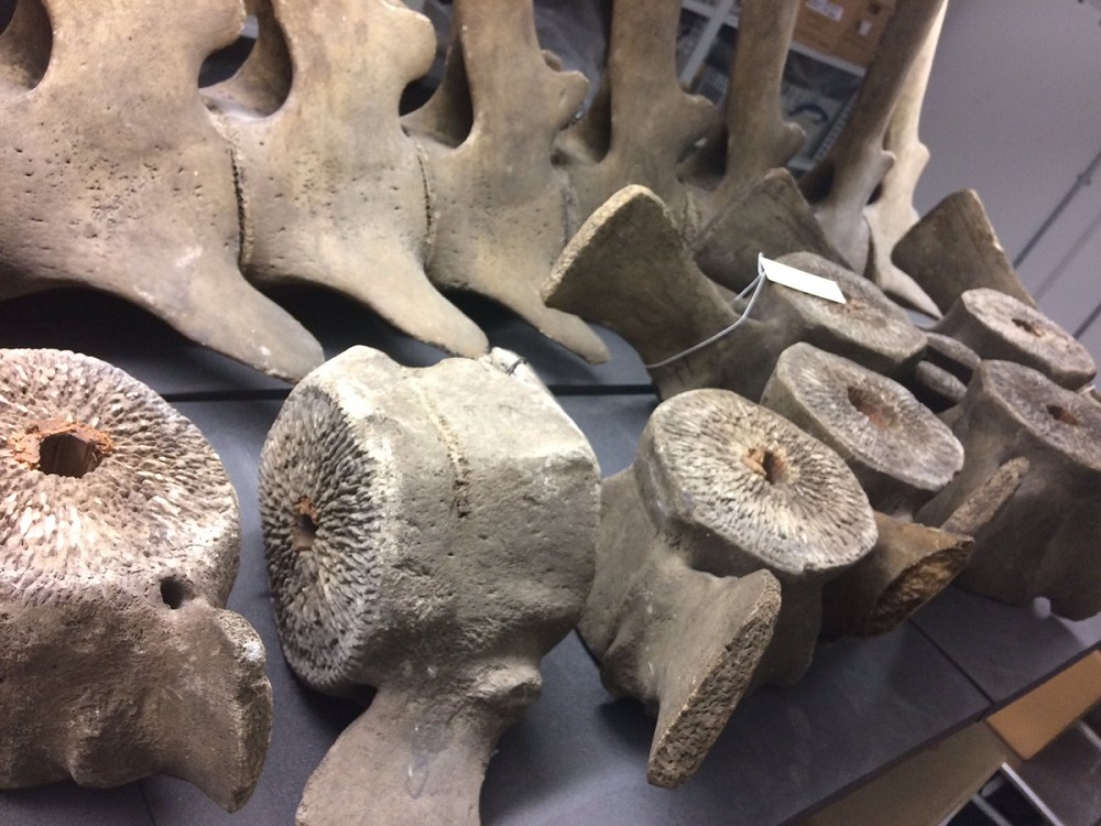 Get your chance to clean some fossils at the Whale Weekender