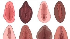 Vagina Museum Camden