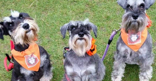 schnauzerfest